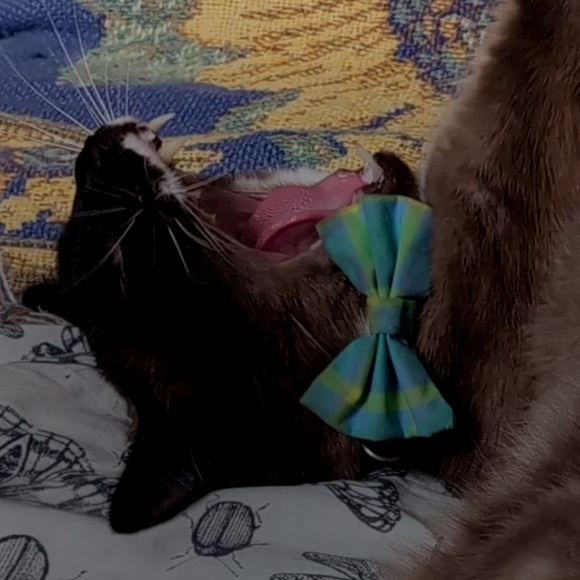 catfanatic98